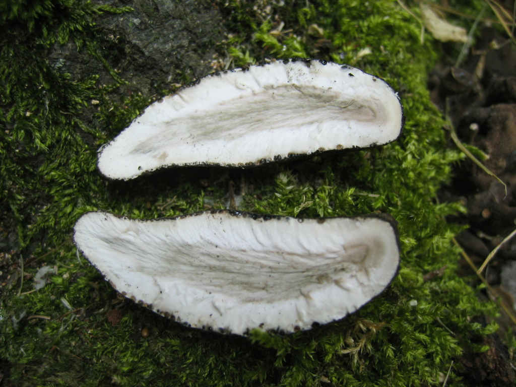 2005 :  Un anno di funghi